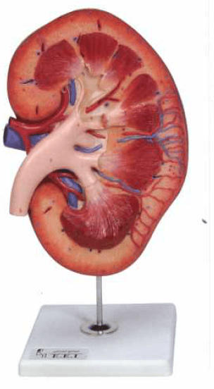 مولاژ کلیه