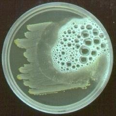Catalase test agar