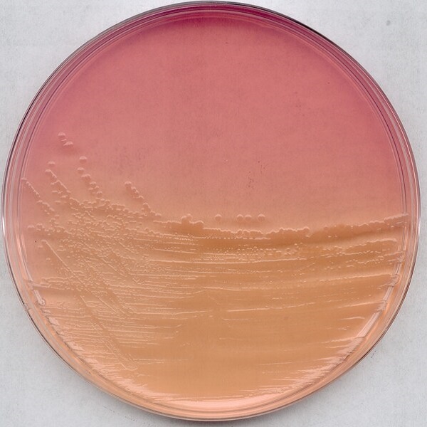 محیط کشت اندو آگار بیس (Endo agar base) مرک