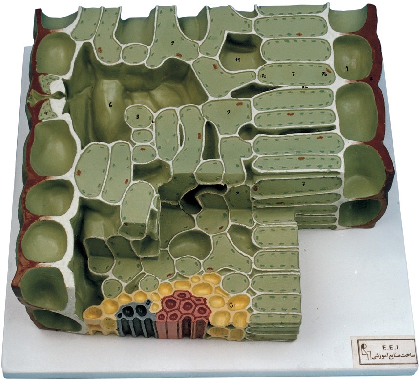 مولاژ برگI | دو لپه