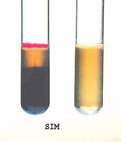 محیط کشت SIM