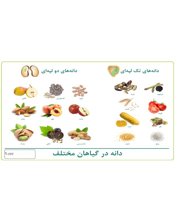 پوستر چارت دانه انواع گیاهان