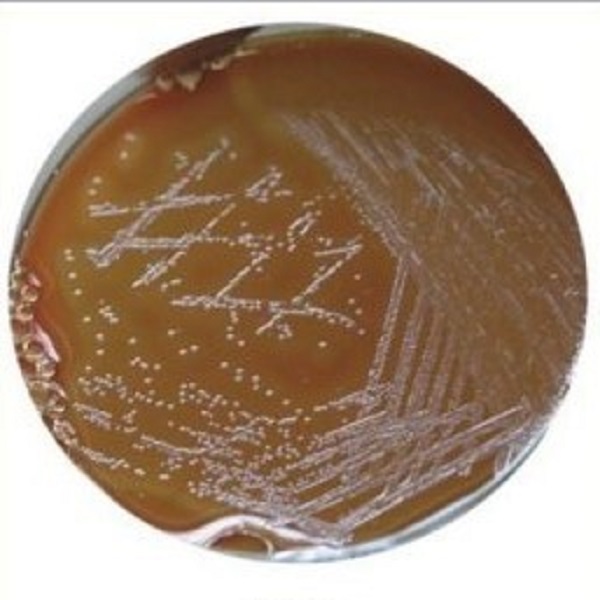 محیط کشت جی سی آگار بیس (GC AGAR BASE) کیولب