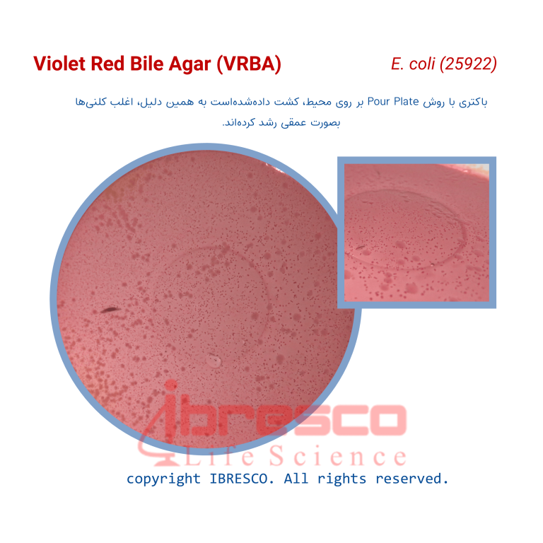 محیط کشت ویولت رد بایل آگار (VRBA) - برند ایبرسکو
