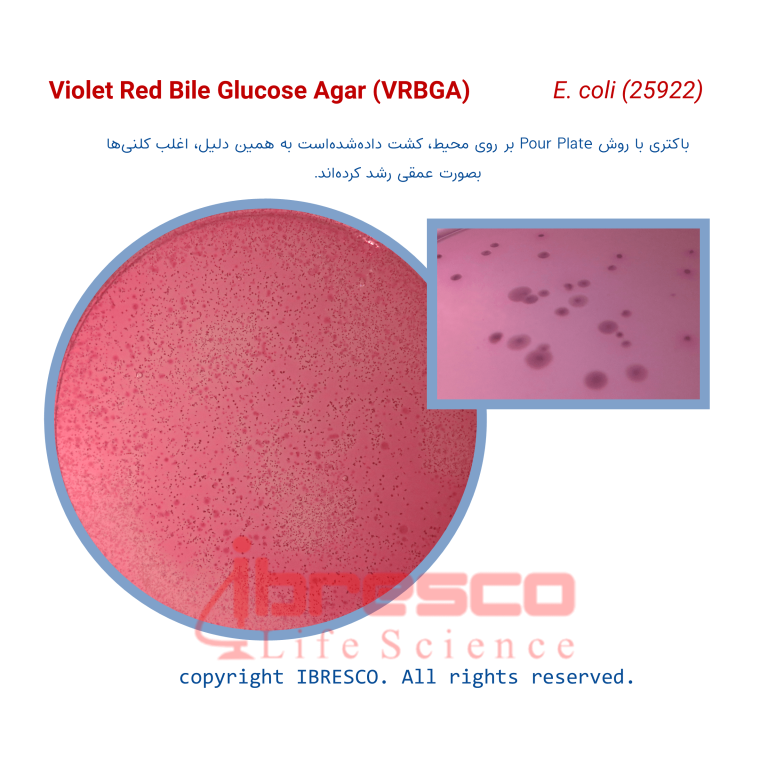 محیط کشت ویولت رد بایل گلوکز آگار (VRBGA) - برند ایبرسکو