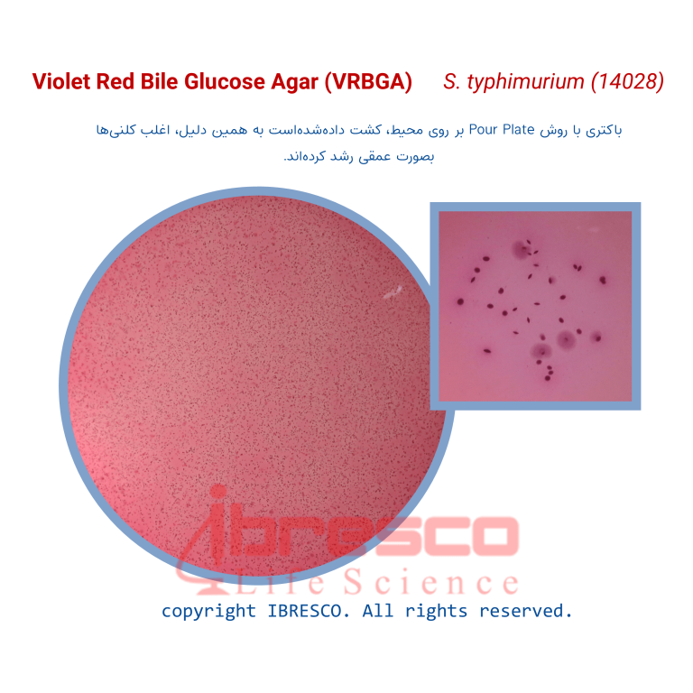 محیط کشت ویولت رد بایل گلوکز آگار (VRBGA) - برند ایبرسکو