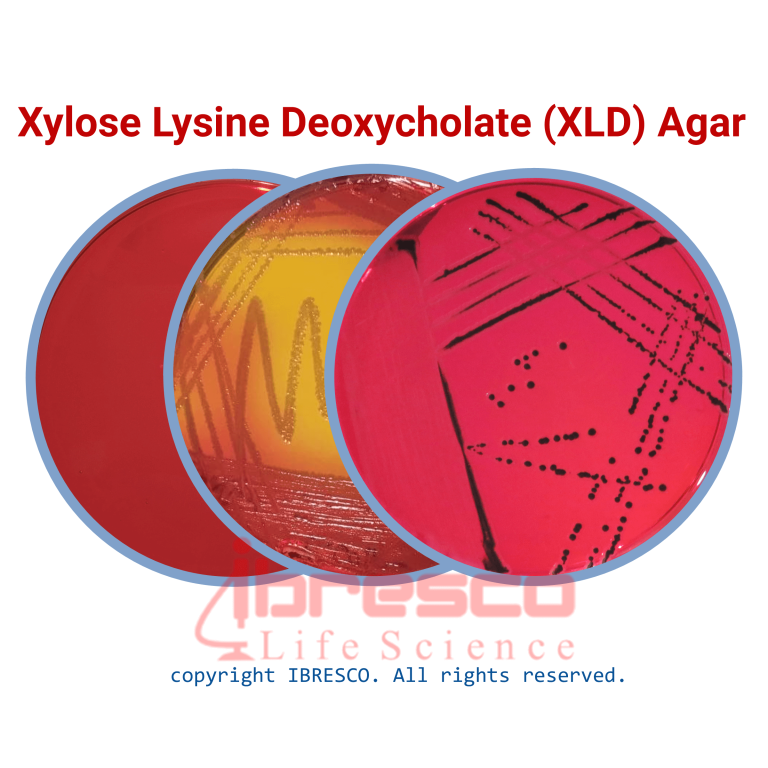 محیط کشت گزیلوز لیزین دئوکسی کولات آگار (XLDA) - برند ایبرسکو