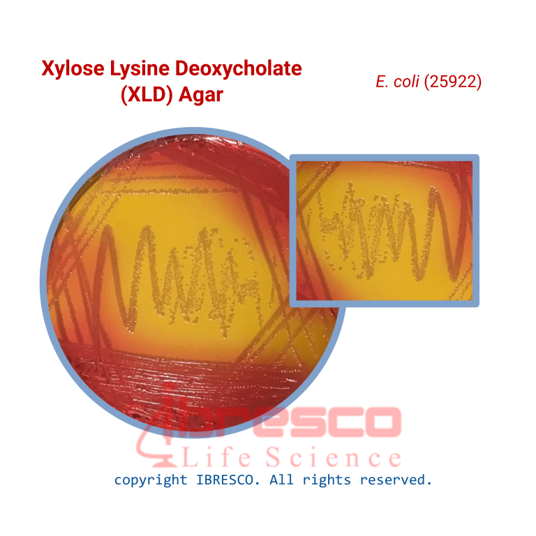 محیط کشت گزیلوز لیزین دئوکسی کولات آگار (XLDA) - برند ایبرسکو