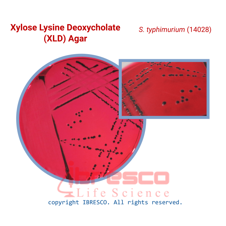 محیط کشت گزیلوز لیزین دئوکسی کولات آگار (XLDA) - برند ایبرسکو
