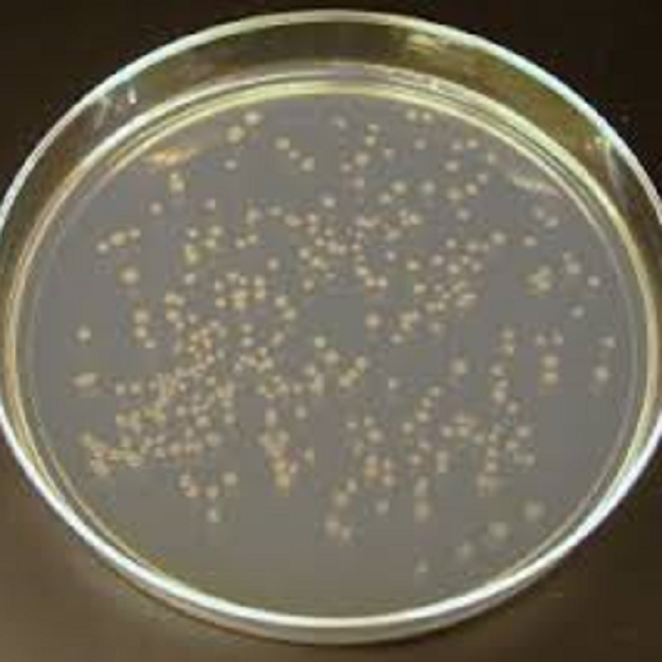 محیط کشت نوترینت آگار (NUTRIENT AGAR) کیولب